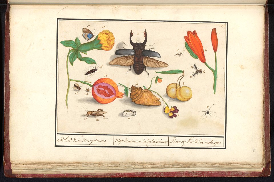 IdentificatieTitel(s): Natuurhistorische ensemble (nr. 1)1. Blad van Mengelmoes / Mescelaneorum tabula prima / Premiere feuille de melanges. (titel op object)Objecttype: tekening Objectnummer: RP-T-BR