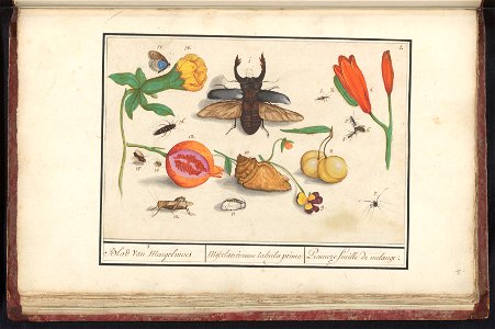 IdentificatieTitel(s): Natuurhistorische ensemble (nr. 1)1. Blad van Mengelmoes / Mescelaneorum tabula prima / Premiere feuille de melanges. (titel op object)Objecttype: tekening Objectnummer: RP-T-BR