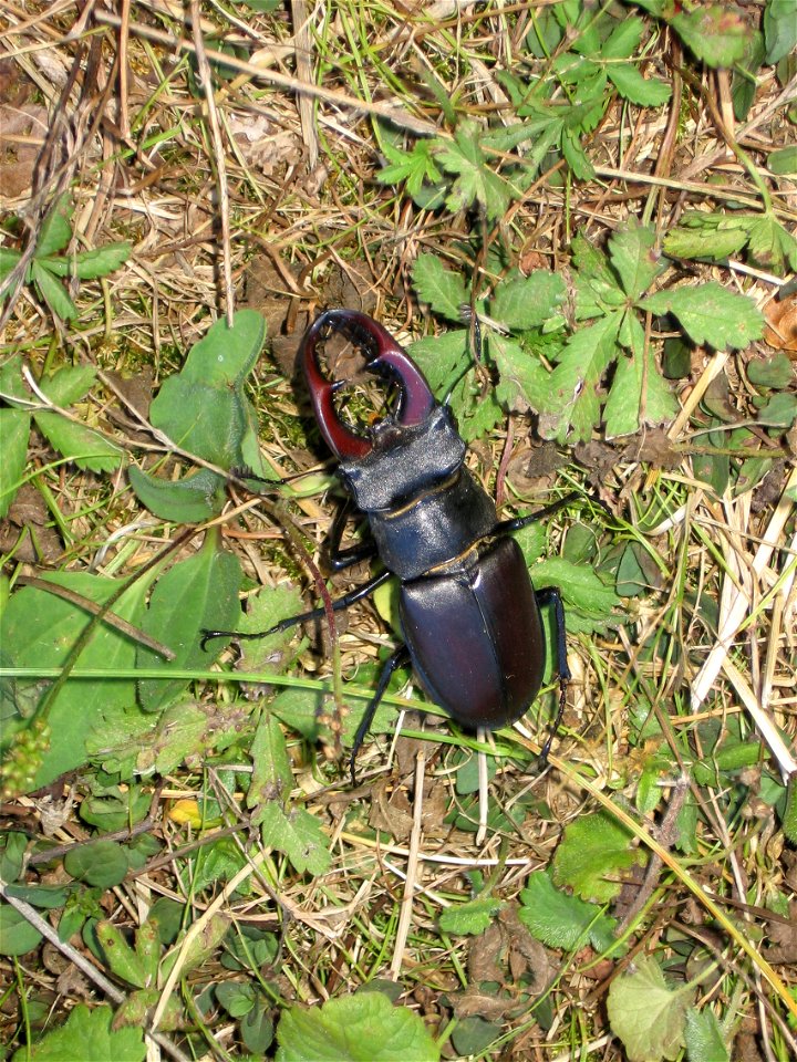 A Stag Beetle in Carrega wood (Parma, Italy)