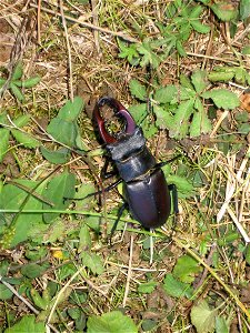 A Stag Beetle in Carrega wood (Parma, Italy) photo