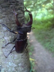 Sameček roháče obecného (Lucanus cervus) z Podkomorských lesů photo