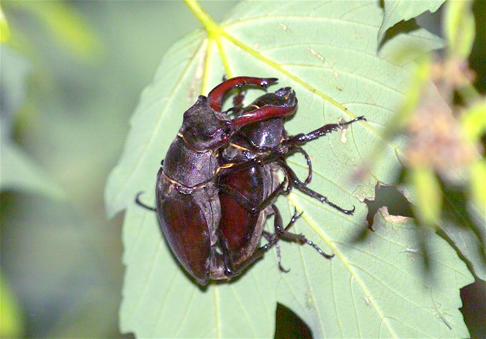 Stag Beetles mating. Taken by Marc Van Hoorn 06/2007. Author source.