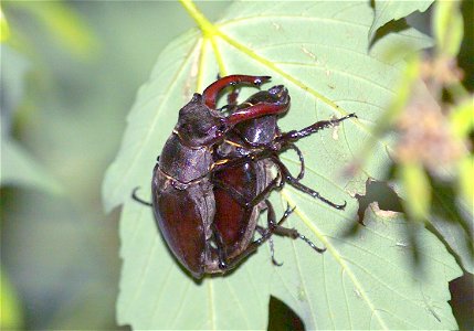 Stag Beetles mating. Taken by Marc Van Hoorn 06/2007. Author source. photo