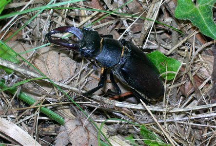 A stag beetle. photo