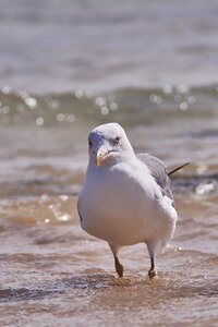 Bird animal world nature photo