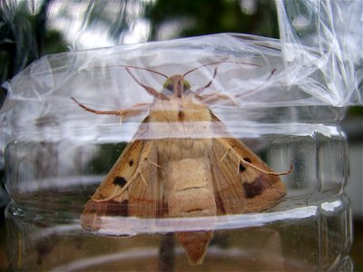 This is an adult Helicoverpa zea moth reared from a larva collected on late-season maize in central New Jersey.