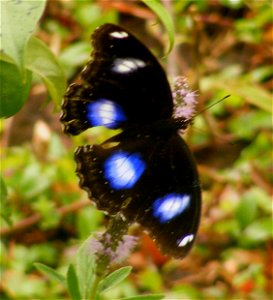 Great Eggfly_Hypolimnas bolina