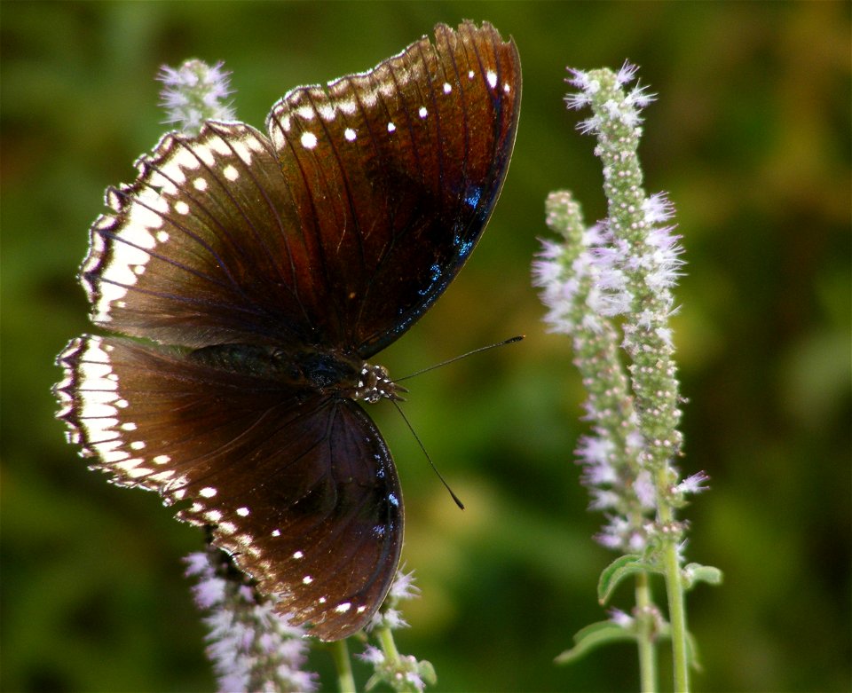 Great Eggfly_Hypolimnas bolina_Female