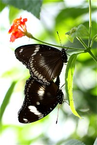 Hypolimnas bolina qui s'accouplent, photographiés dans une serre du Jardin botanique de Montréal.