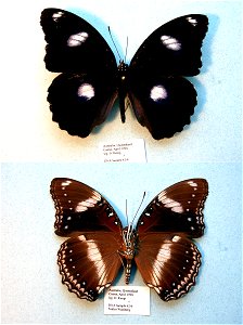 AUSTRALIA.  Cairns, Queensland,  MPE 2003, BJLS 2005, JEB 2007, PRS 2009,  Exemplar, PBStest,  <a href="http://nymphalidae.utu.fi/story.php?code=NW62-6" rel="nofollow">see in our database</a&