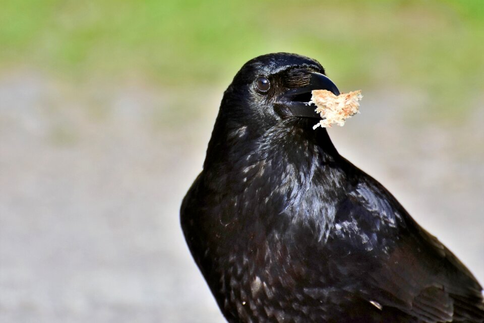 Bird bill carrion crow