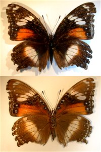INDONESIA.  Central Sulawesi, Palolo Valley, SE Berdikari, vic. Topangarta, S 01Â°09.72' E 120Â°08.02', 700m a.s.l.,    <a href="http://nymphalidae.utu.fi/story.php?code=NW98-4" rel="nofollow">s