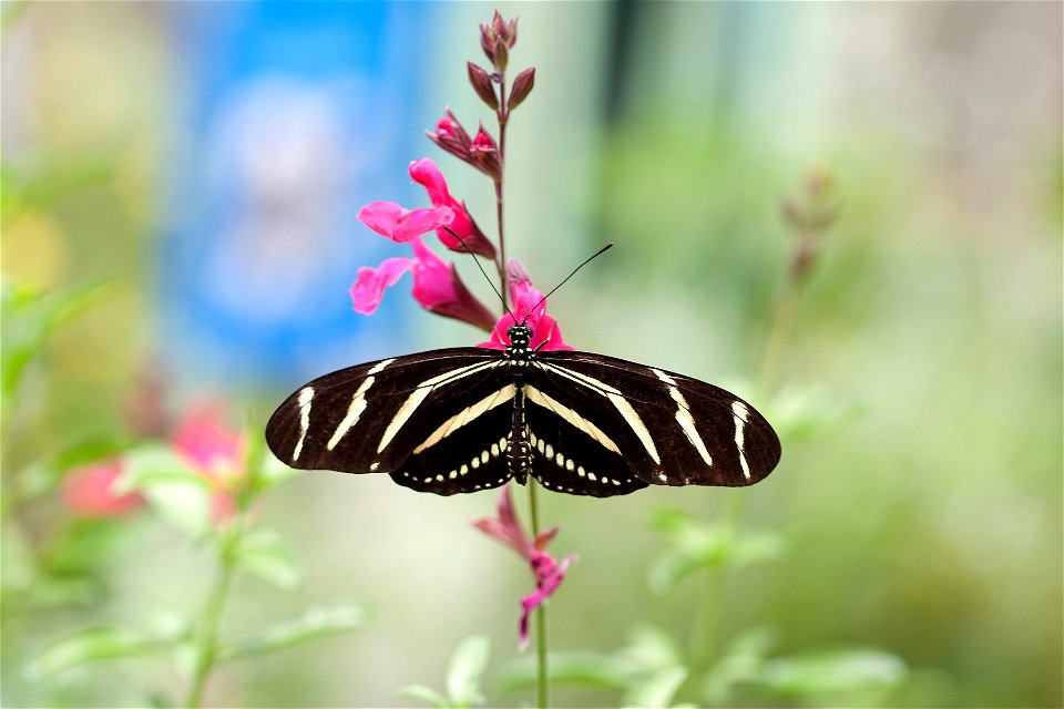 Zebra Longwing Butterfly (Heliconius charithonia) feeding from a sage flower at the Desert Botanical Garden in Phoenix, Arizona