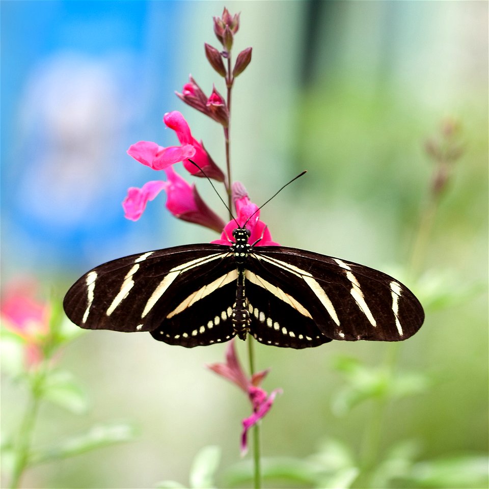 Zebra Longwing Butterfly (Heliconius charithonia) feeding from a sage flower at the Desert Botanical Garden in Phoenix, Arizona