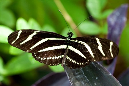 Zebra Longwing Butterfly (Heliconius charithonia)