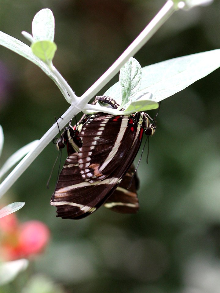 Zebra Longwing Butterflies (Heliconius charithonia) mating at the Desert Botanical Garden in Phoenix, Arizona