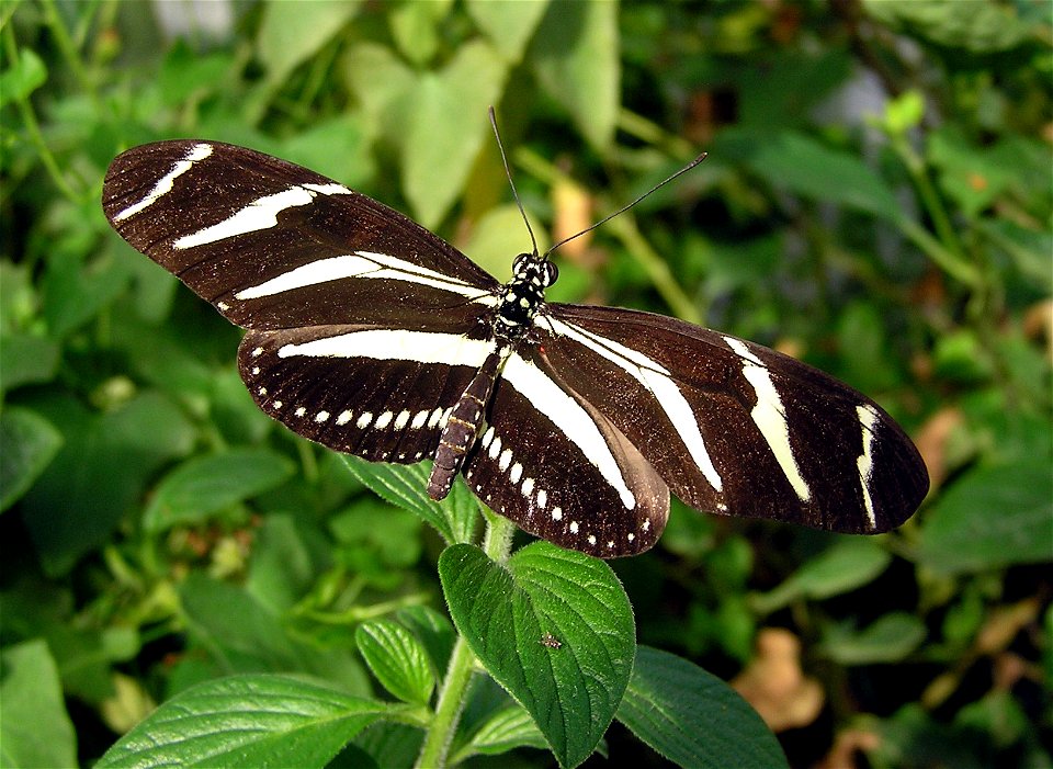 Heliconius charithonius arp