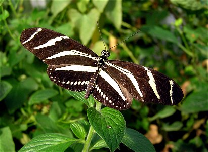 Heliconius charithonius arp