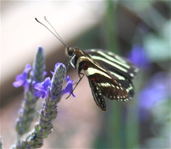 Zebra Longwing butterfly (Heliconius charitonius).  Photographed at the Desert Botanical Garden's Maxine and Jonathan Marshall Butterfly Pavilion, Phoenix, AZ.