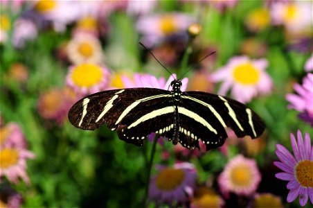 Butterfly from The Living Desert #4
