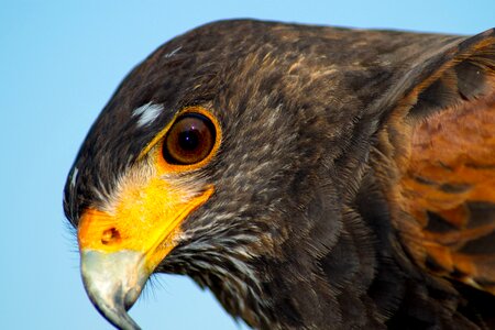 Falco hawj bird photo