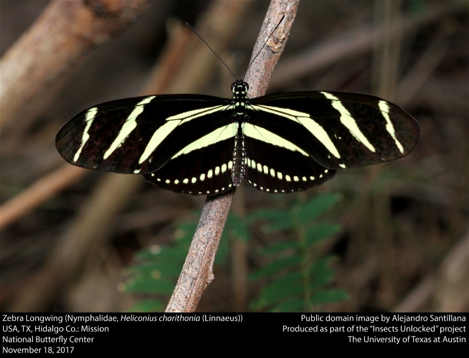 Zebra Longwing (Nymphalidae, Heliconius charithonia (Linnaeus))
USA, TX, Hidalgo Co.: Mission
National Butterfly Center
November 18, 2017






This image was created as part of the Insects Unlocked p