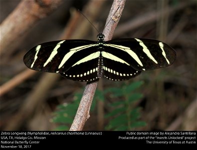 Zebra Longwing (Nymphalidae, Heliconius charithonia (Linnaeus))
USA, TX, Hidalgo Co.: Mission
National Butterfly Center
November 18, 2017






This image was created as part of the Insects Unlocked p