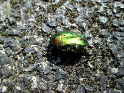 Goldglänzender oder Gemeiner Rosenkäfer (Cetonia aurata) in Hockenheim