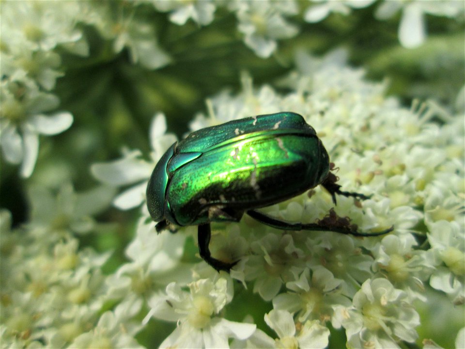 Goldglänzender oder Gemeiner Rosenkäfer (Cetonia aurata) beim Osthafen Saarbrücken