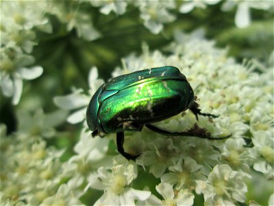 Goldglänzender oder Gemeiner Rosenkäfer (Cetonia aurata) beim Osthafen Saarbrücken