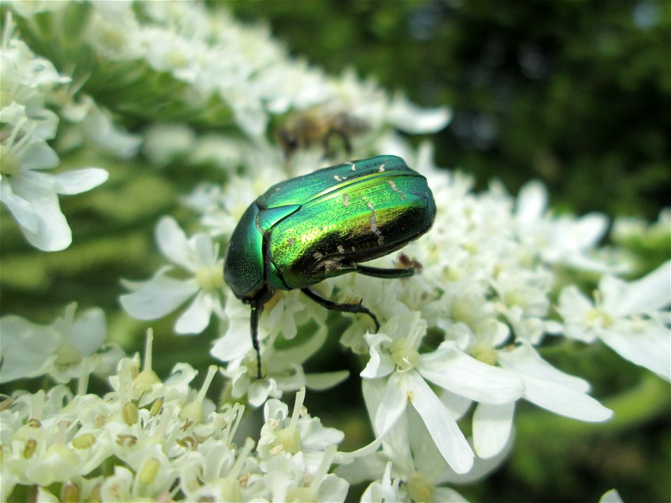 Goldglänzender oder Gemeiner Rosenkäfer (Cetonia aurata) beim Osthafen Saarbrücken