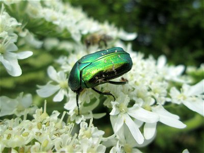 Goldglänzender oder Gemeiner Rosenkäfer (Cetonia aurata) beim Osthafen Saarbrücken
