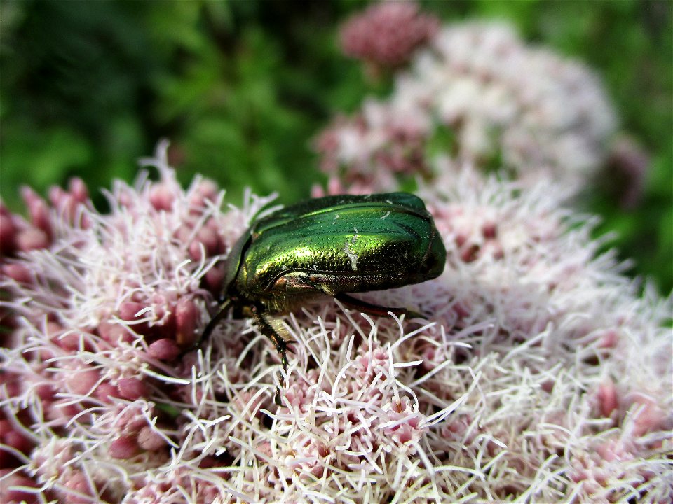 Goldglänzender oder Gemeiner Rosenkäfer (Cetonia aurata) am Wasserdost auf einer Brachfläche der Halberger Hütte in Brebach