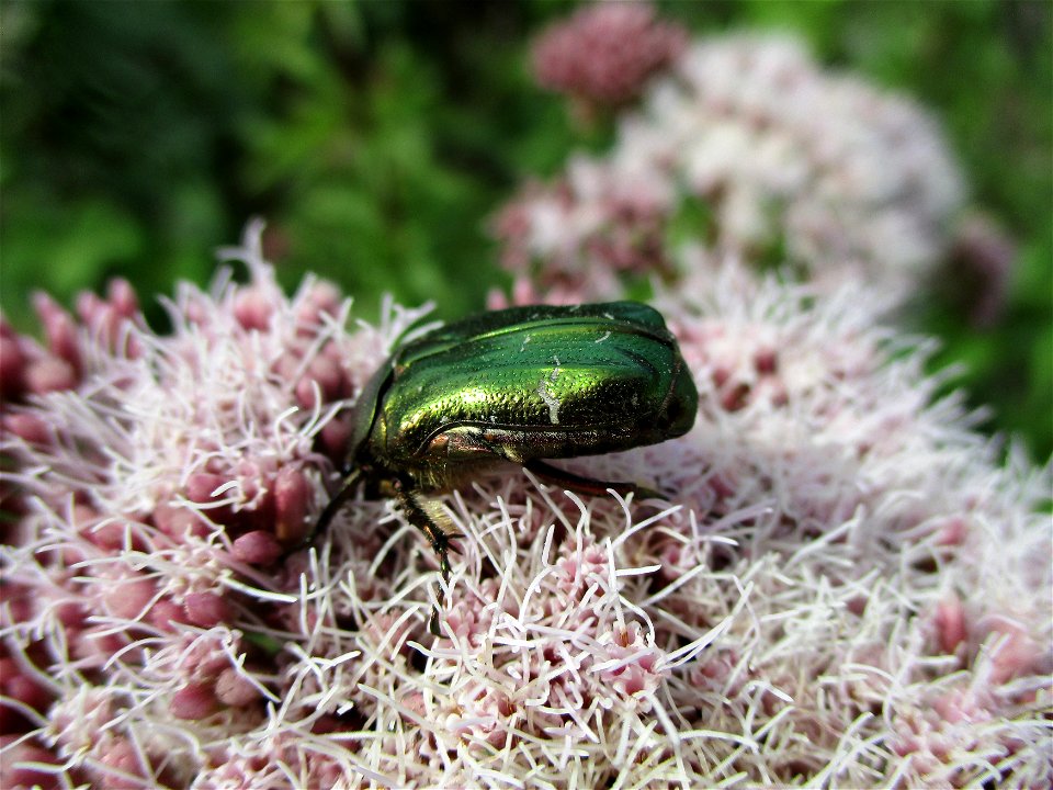 Goldglänzender oder Gemeiner Rosenkäfer (Cetonia aurata) am Wasserdost auf einer Brachfläche der Halberger Hütte in Brebach photo