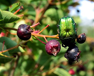 Cetonia aurata on Amelanchier ovalis fruits. Location: Borodianka raion, Kiev oblast, Ukraine photo