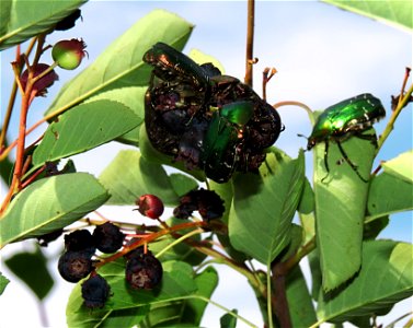 Cetonia aurata on Amelanchier ovalis fruits. Location: Borodianka raion, Kiev oblast, Ukraine photo
