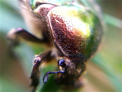 This is a macro photo I have taken by a cell phone through a magnifying glass of a living bug, most likely Cetonia aurata. photo