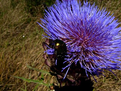 Cetonia aurata on chard (Cynara cardunculus) at Castelltallat, Catalonia