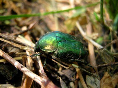 Cetonia aurata. Место съёмки: Россия, Липецкая область, Становлянский р-н, с.Кириллово photo