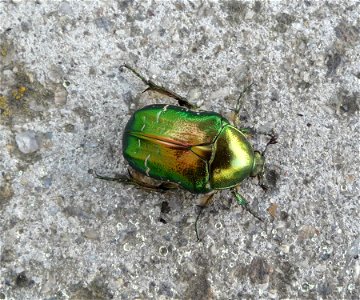 Rose chafer (Cetonia aurata) photo