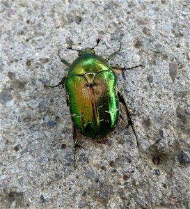 Rose chafer (Cetonia aurata) photo