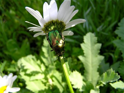 Cetonia aurata photo