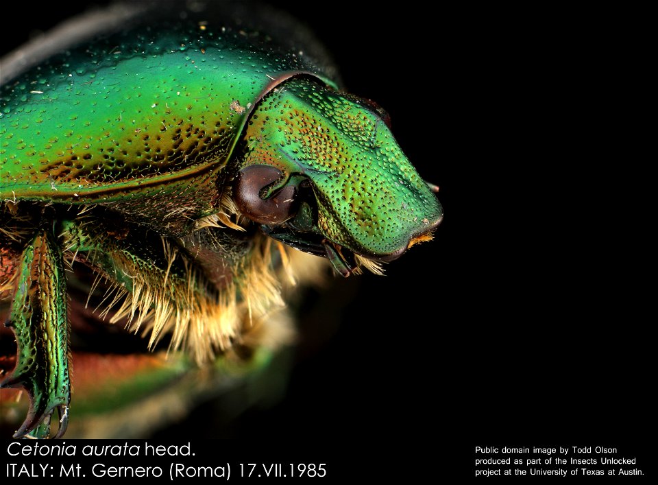 Cetonia aurata (Rose chafer) head.ITALY: Mt. Gernero (Roma) 17.VII.1985