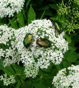 Cetonia aurata photo