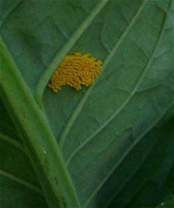 Eggs of Pieris brassicae on a cauliflower leaf, Castelltallat, Catalonia