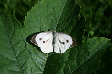 Butterfly Large White (Pieris brassicae), Jaroměř, Czech Republic photo