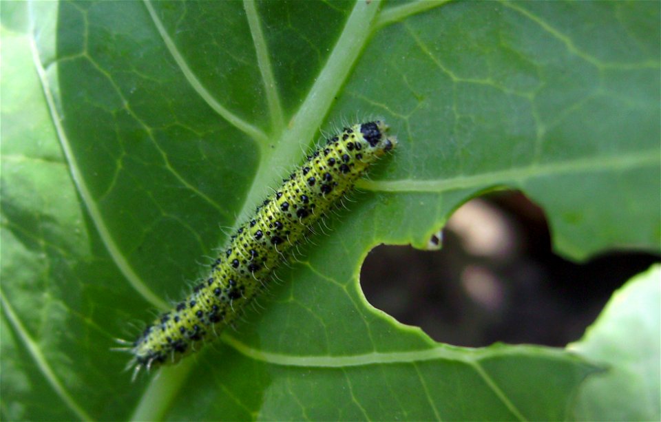 Caterpillar of Pieris brassicae on Brassica oleracea crop, Castelltallat, Catalonia