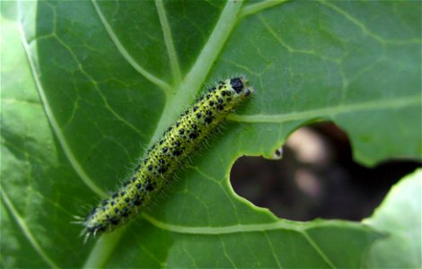 Caterpillar of Pieris brassicae on Brassica oleracea crop, Castelltallat, Catalonia photo