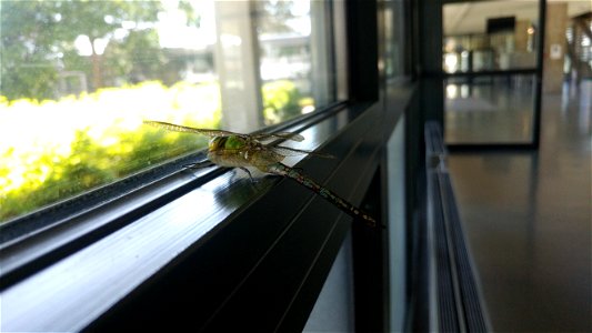 Eine Große Königslibelle befindet sich an einem Fenster. Das Tier hat sich in einem Gebäude verirrt und findet keinen Ausgang. photo