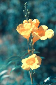 Yellow background beautiful